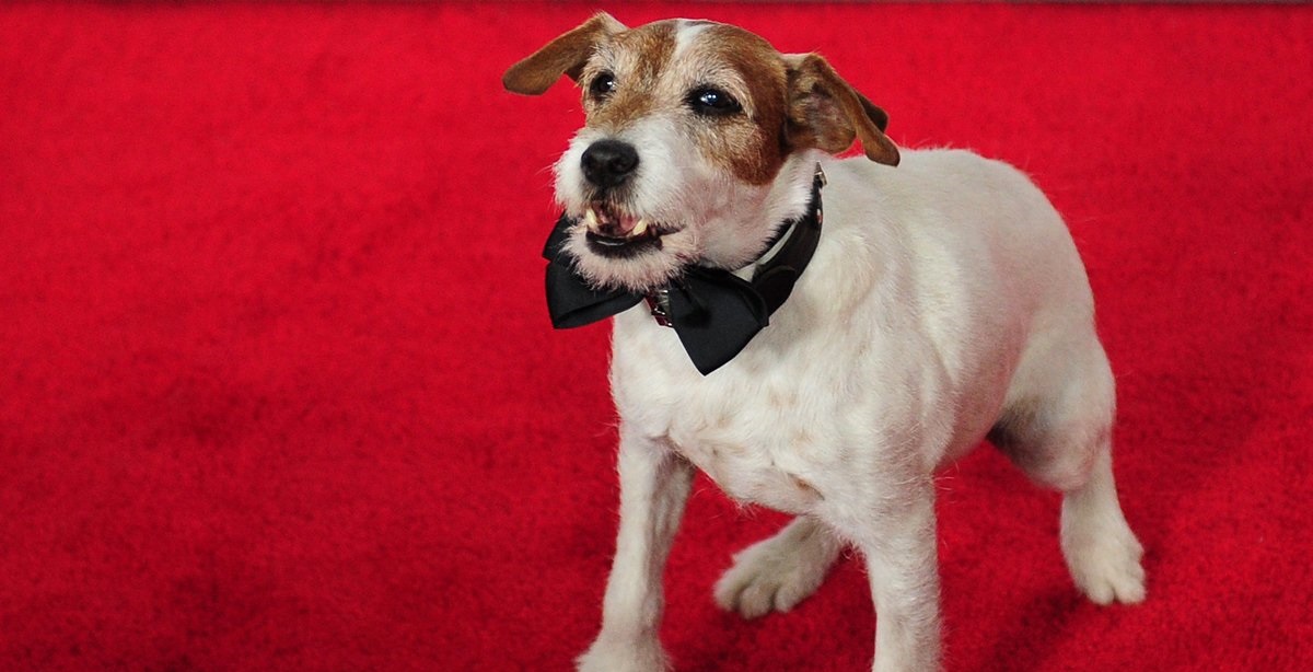 Fallece Uggie, el perro de El Artista