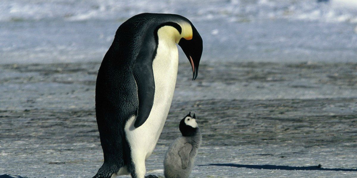 Habrá segunda parte de La Marcha de Los Pingüinos