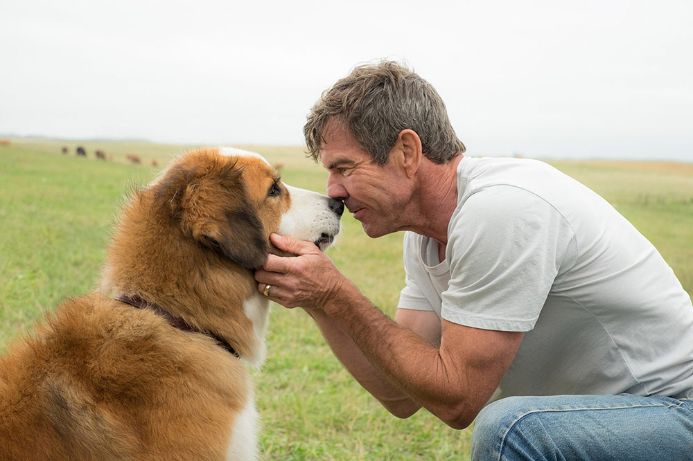 La razón de estar contigo: Dennis Quaid asegura que el video de maltrato animal está manipulado