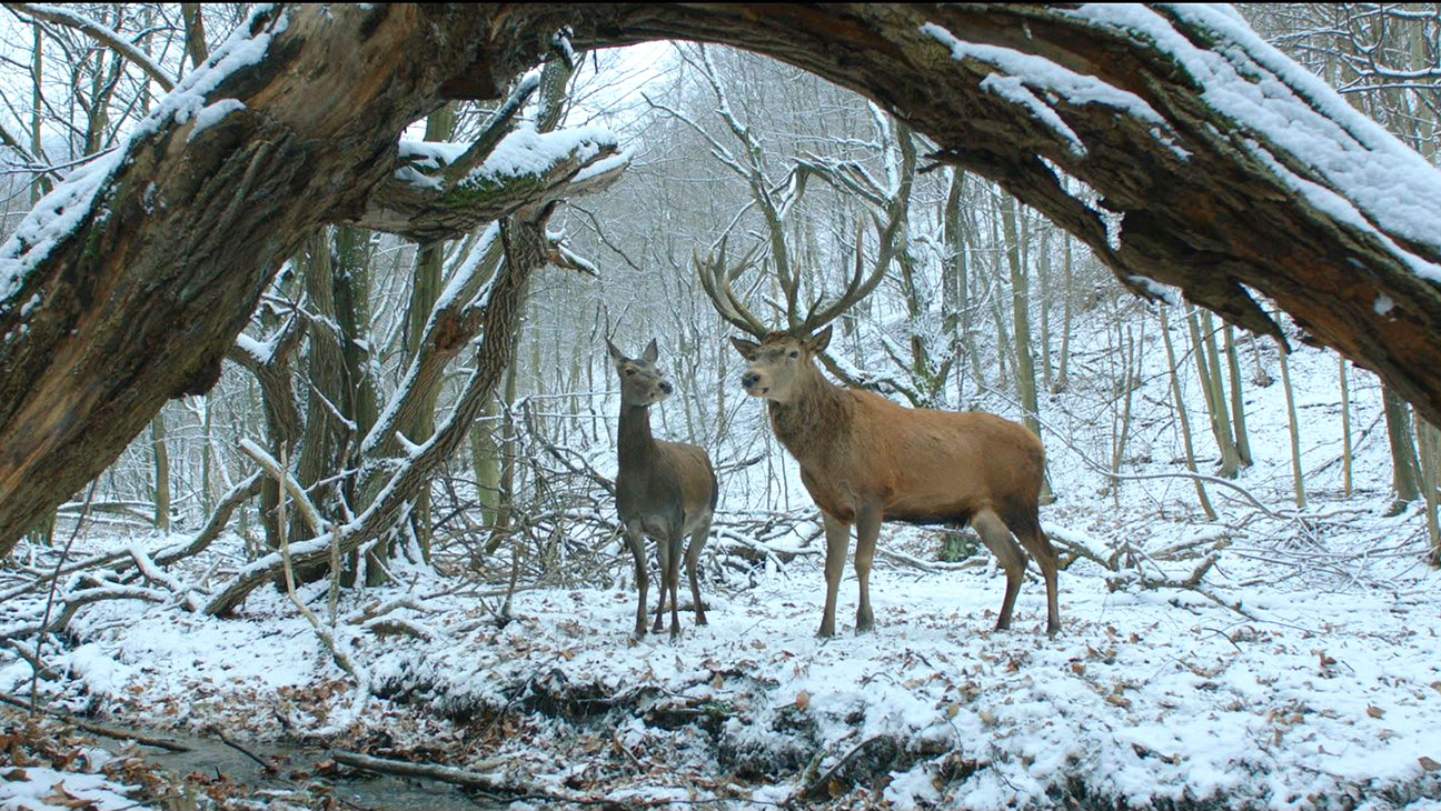 Berlinale 2017: On Body and Soul ganó el Oso de Oro y Aki Kaurismäki fue nombrado mejor director