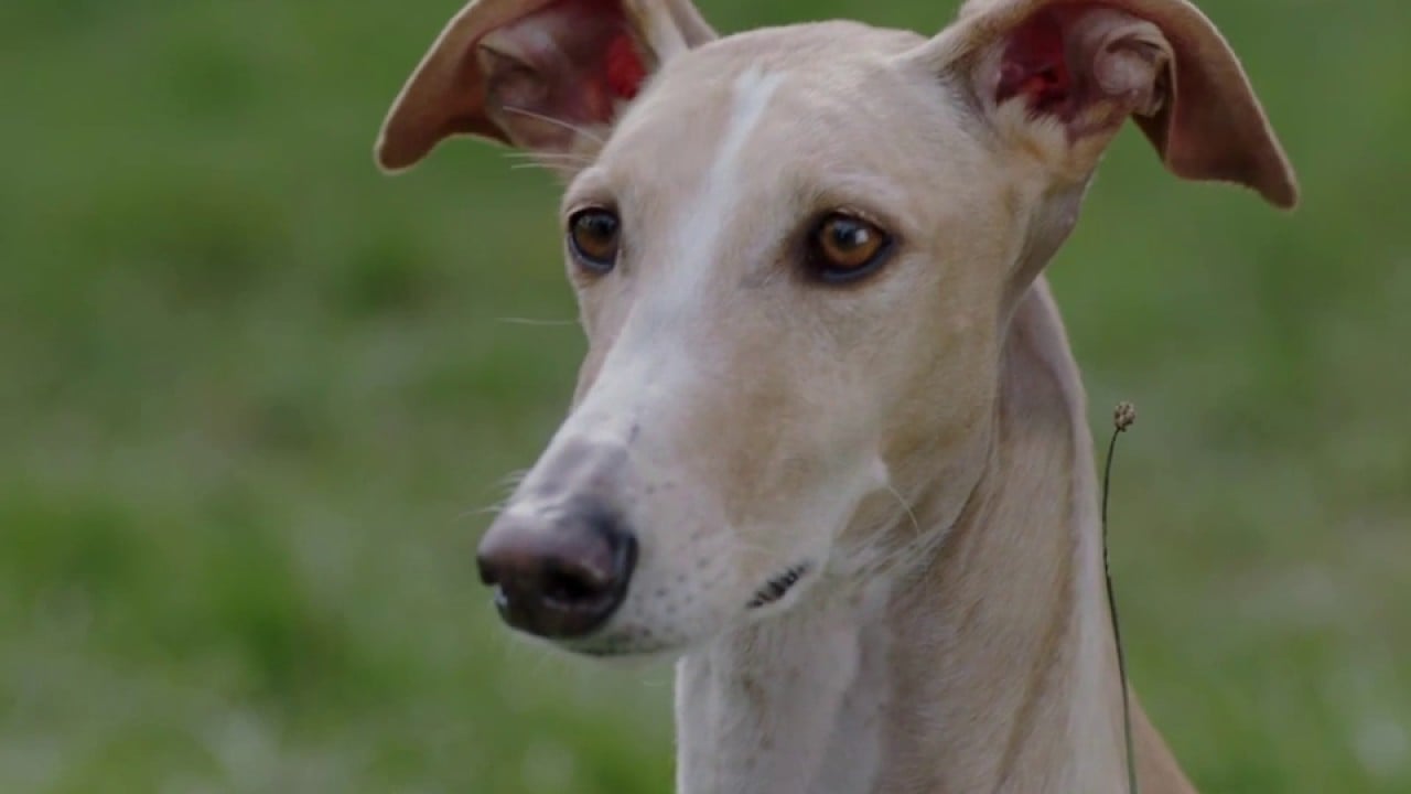 Cover Autocrítica de un Perrito Burgués – Tráiler