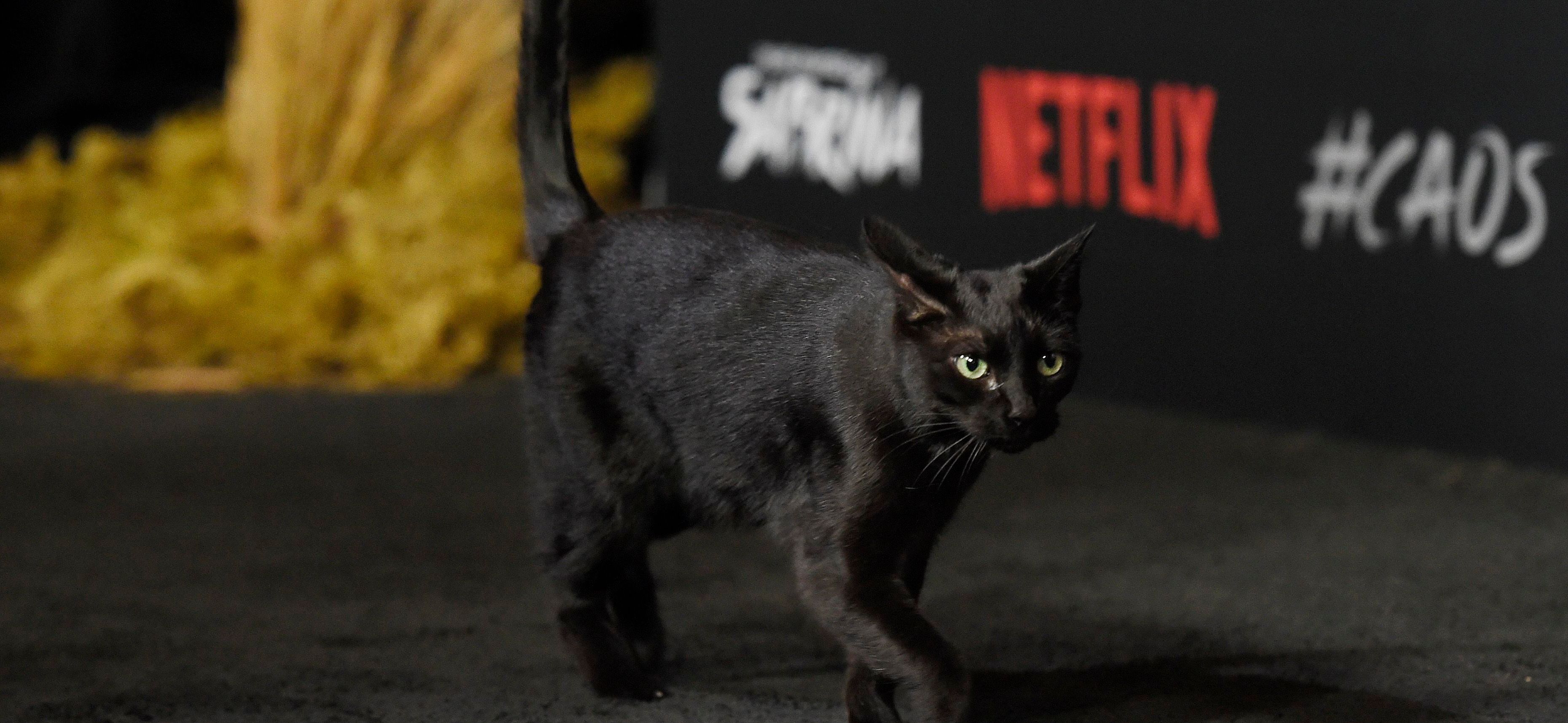 Las mejores reacciones a Salem en la alfombra negra de El Mundo Oculto de Sabrina