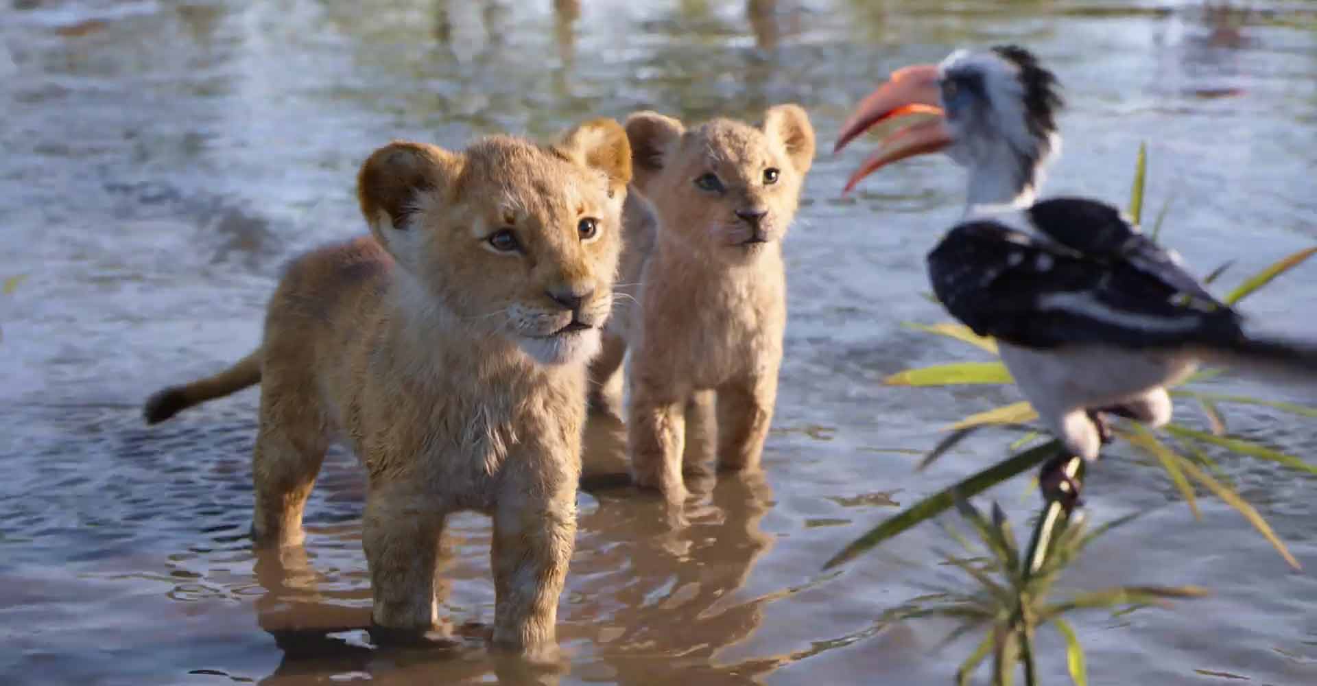 El Rey León: Feminista demuestra científicamente que Nala debió ser protagonista