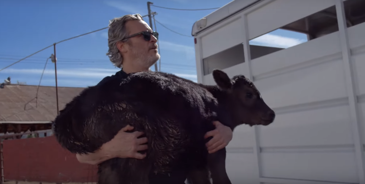 Joaquin Phoenix rescata a vaquita bebé y a su madre del matadero