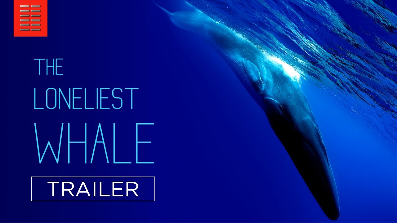 Cover The Loneliest Whale: The Search for 52 | Tráiler oficial