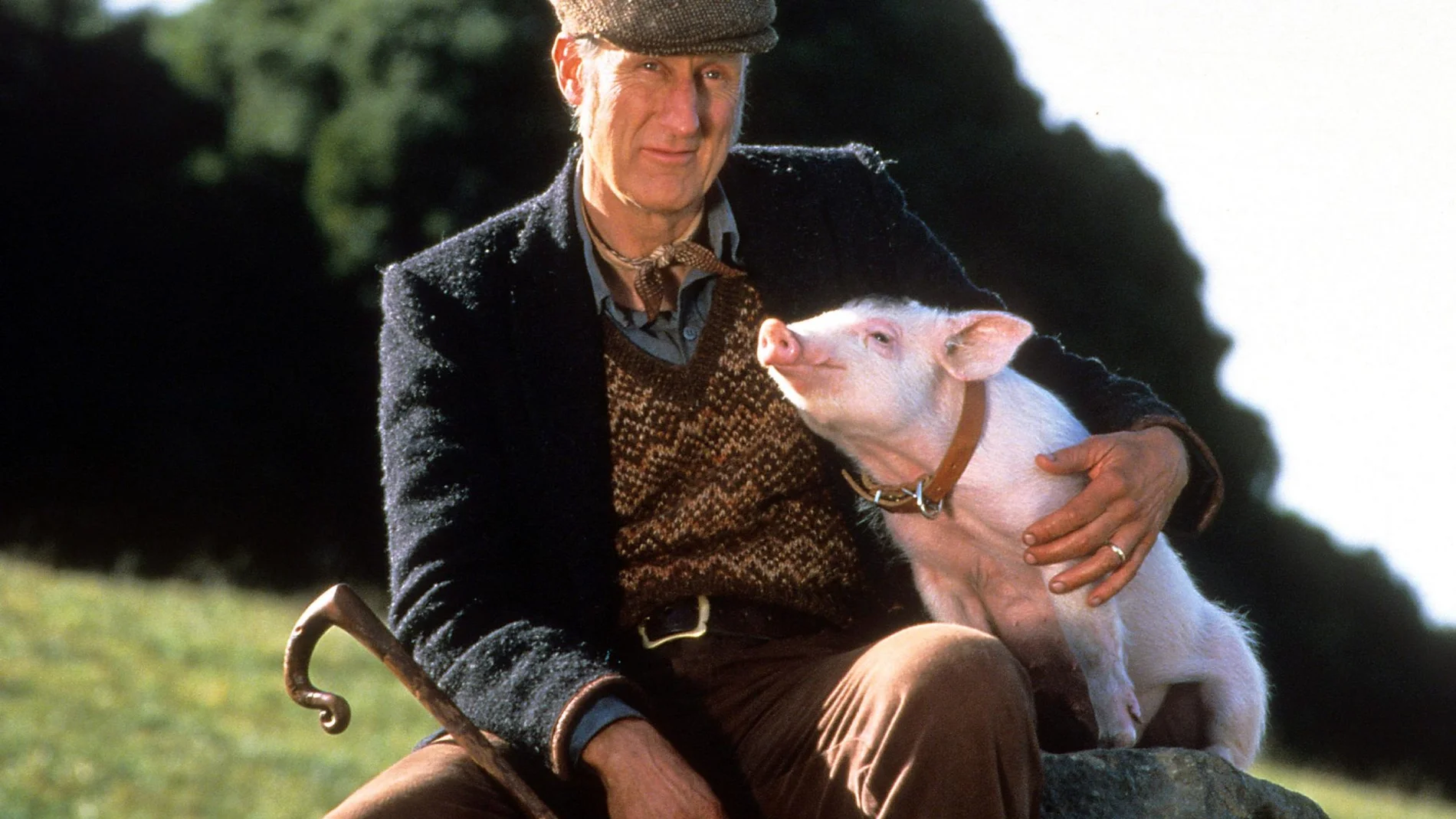 James Cromwell salvó a un cerdito del matadero y lo nombró Babe