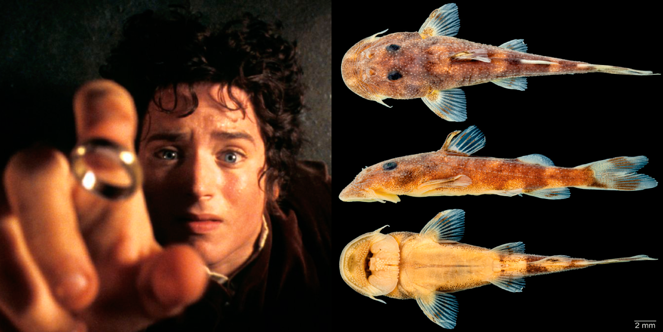 El Señor de los Anillos: Bautizan a nueva especie de peces en honor a Frodo Bolsón