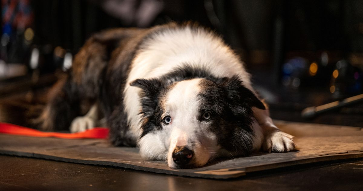 Oscar 2024: ¿Por qué Messi, perro de ‘Anatomía de una caída’, no asistirá a la ceremonia?